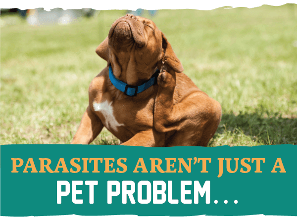 Parasites Aren’t Just a Pet Problem…