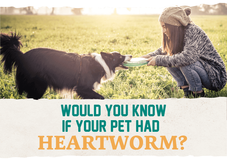 Would You Know If Your Pet Had Heartworm?