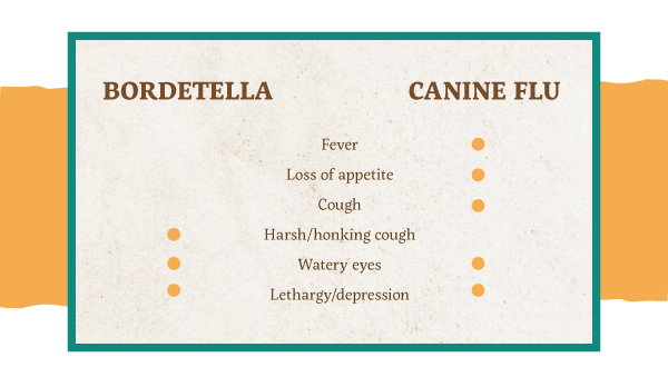 Canine bordetella hot sale